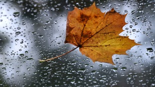 Blatt auf verregneter Scheibe