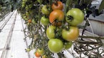 Tomaten im Gewächshaus 