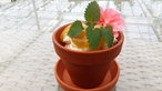 Tomaten im Gewächshaus 