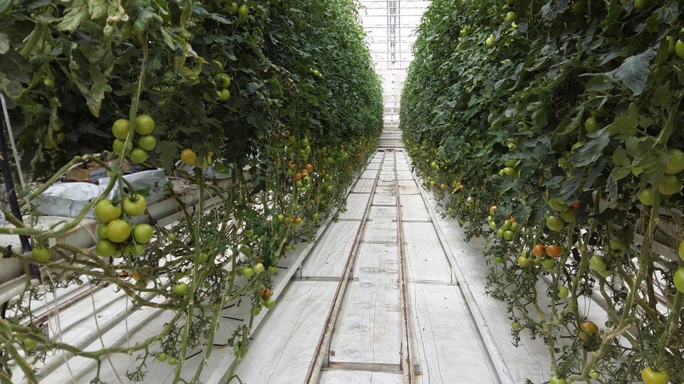 Bildrechte: Radio Bremen Tomaten im Gewächshaus