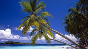 Sandstrand mit Kokospalmen.