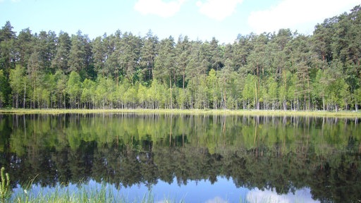See, in dessen Oberfläche sich Bäume spiegeln