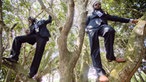 Fokn Bois sind auf einen Baum geklettert