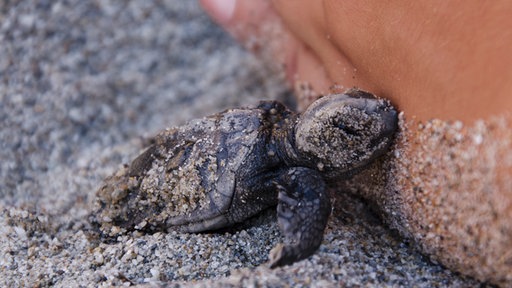 Wasserschildkröten Baby auf Kreta