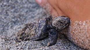 Wasserschildkröten Baby auf Kreta