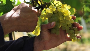 Weinrebe und Hand