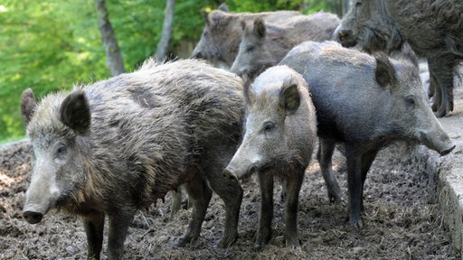 Wildschweine wüten durch die italienische Landschaft