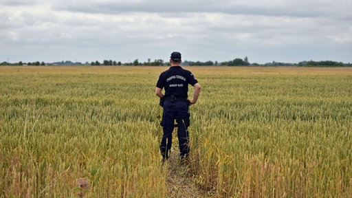Srpski pogranični policajac na kroz žitno polje utabanoj stazi prema mađarskoj granici