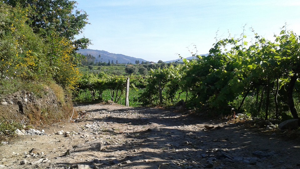Caminho Portugues: Der Weg führt in Nordportugal durch Weingärten