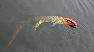 Echse, die im Amazonas schwimmt.